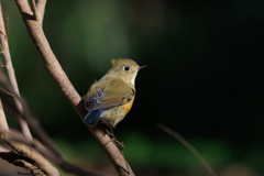 ルリ娘？その２