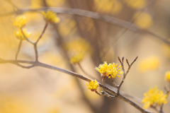 公園お写んぽ サンシュユに寄る