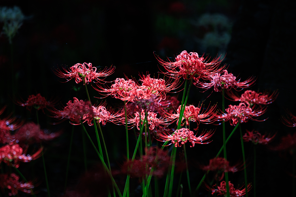 彼岸花　木漏れ日スポットライト