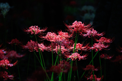 彼岸花　木漏れ日スポットライト