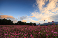 赤そばと朝焼け雲