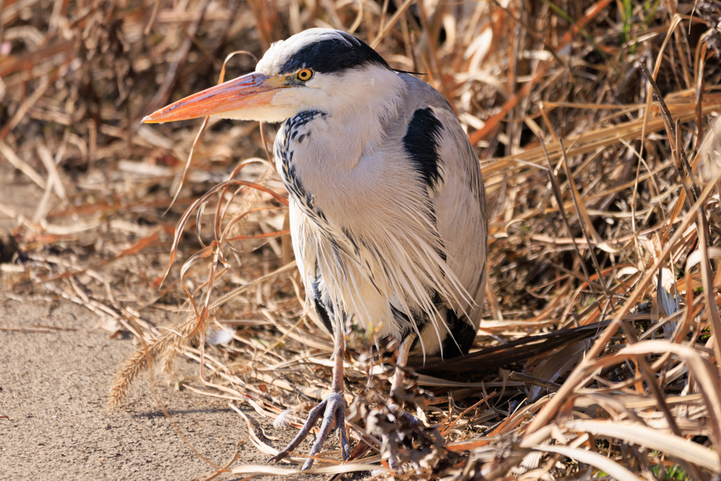 アオサギ仙人さま（笑）