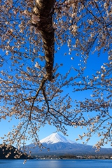 河口湖の桜 陽が当たり始める
