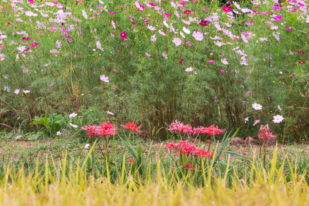 初秋詰め合わせ