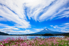 秋桜と富士山　面白い雲