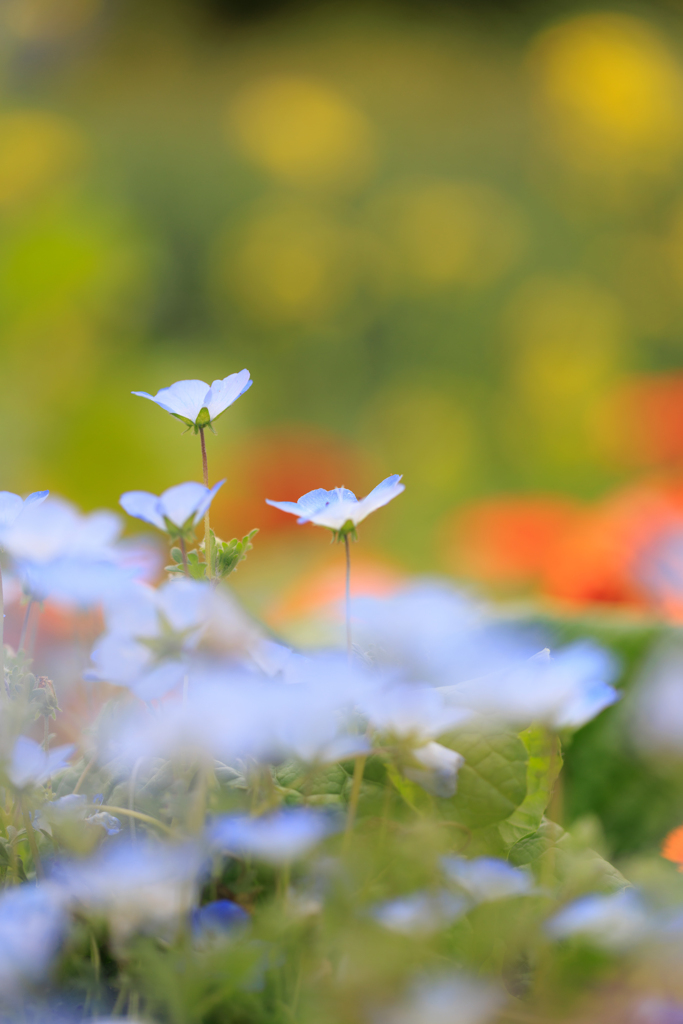 公園「お写んぽ」ふんわり感～