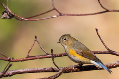 ルリビタキ♀