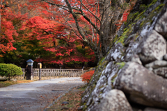 小諸城址懐古園 石垣と紅葉