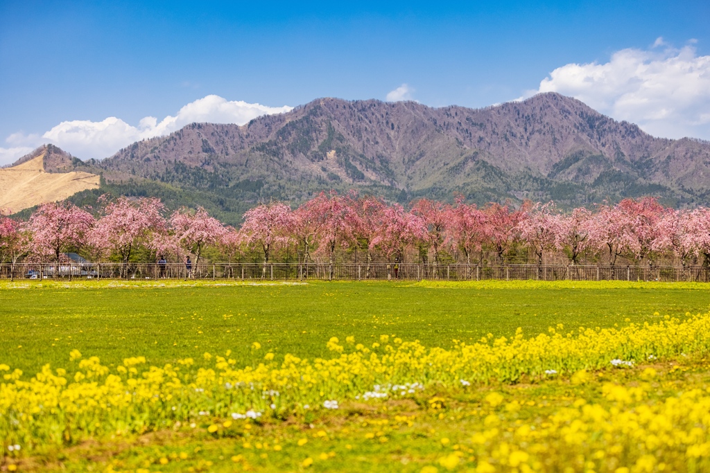 山中湖花の都公園にて