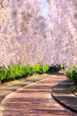 日中線しだれ桜並木 カーテン