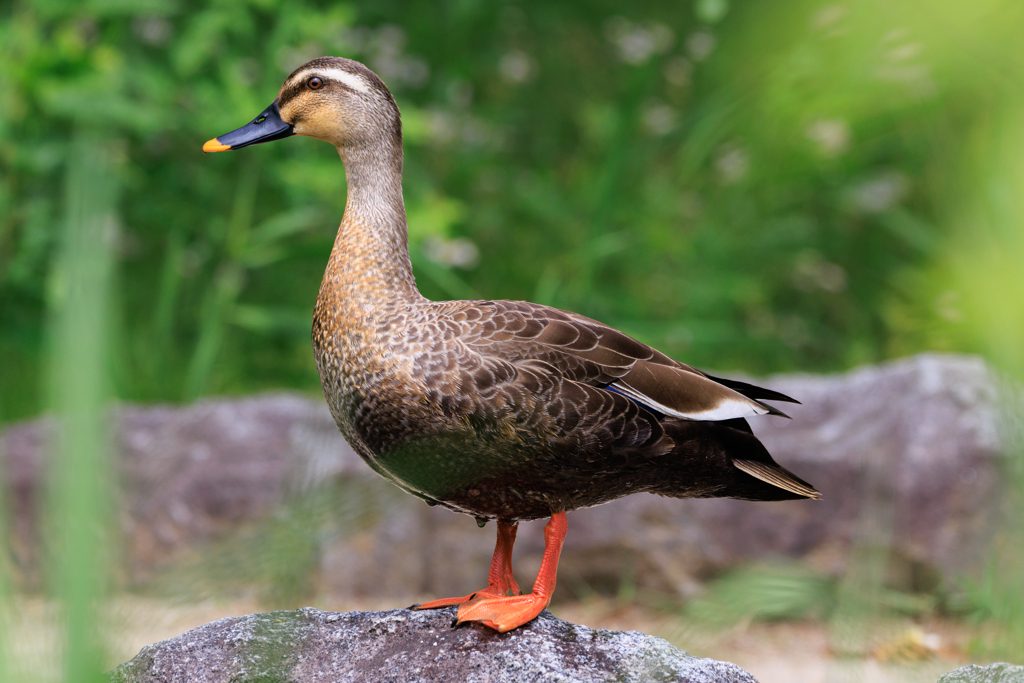 公園「お写んぽ」カモさん