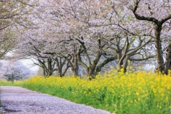 桜絨毯