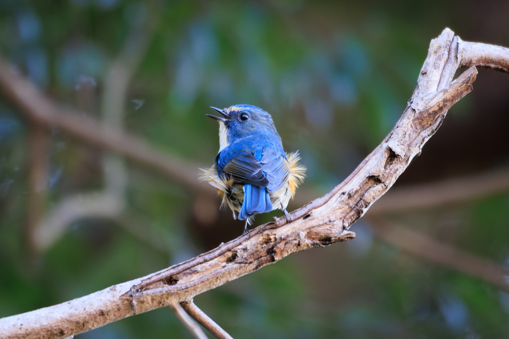 よろしくー＾＾