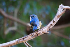 よろしくー＾＾