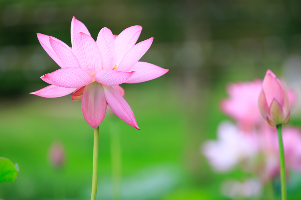 蓮の花　その１