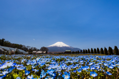 ネモフィラと富士山