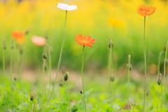 ポピー　その２