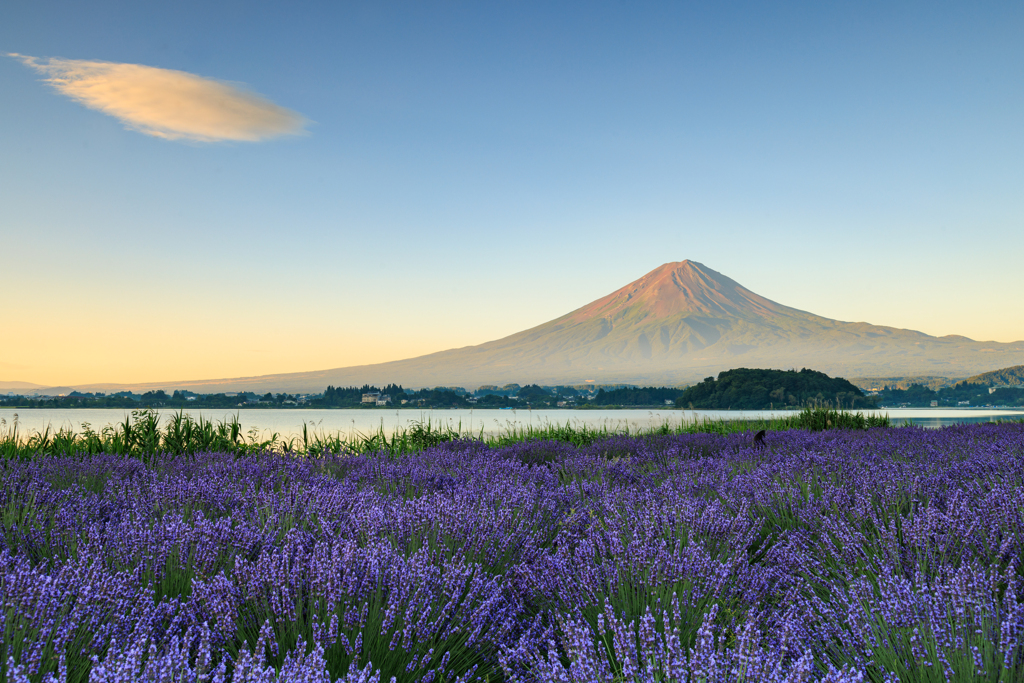 富士山とラベンダー　チョビ雲＾＾