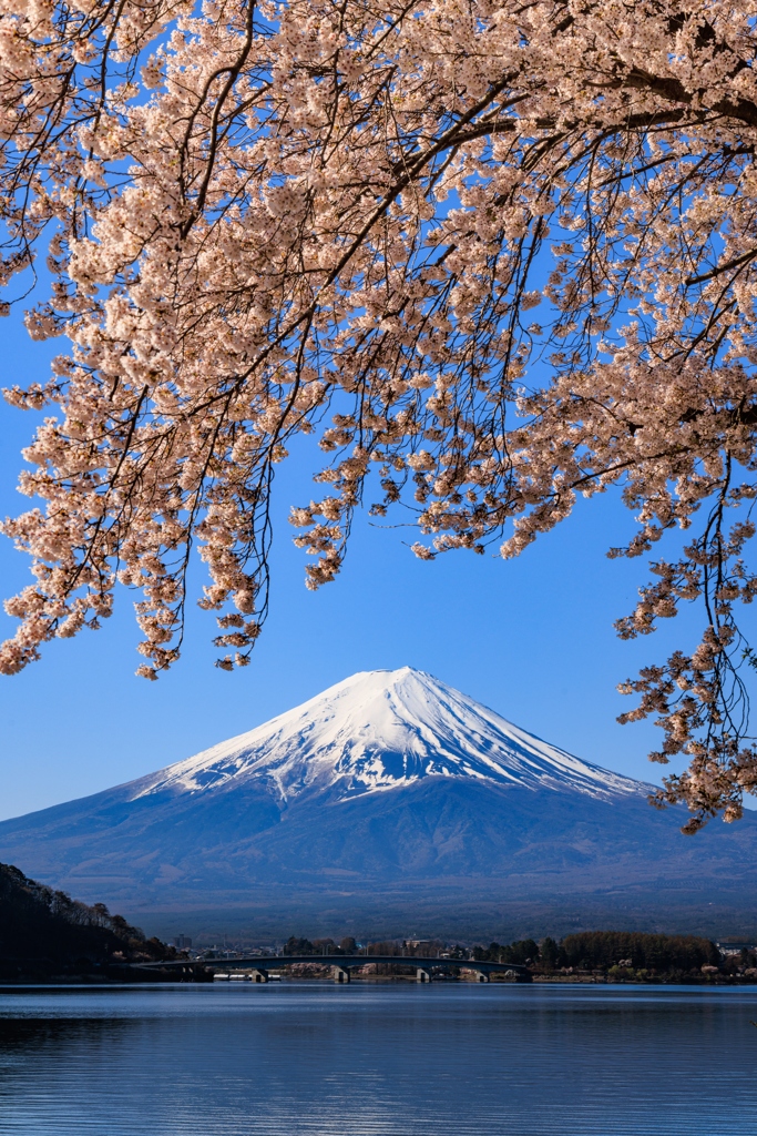 河口湖円形ホール付近　富士と桜　その６