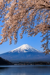 河口湖円形ホール付近　富士と桜　その６