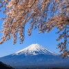 河口湖円形ホール付近　富士と桜　その６