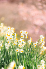 水仙 春色に包まれる