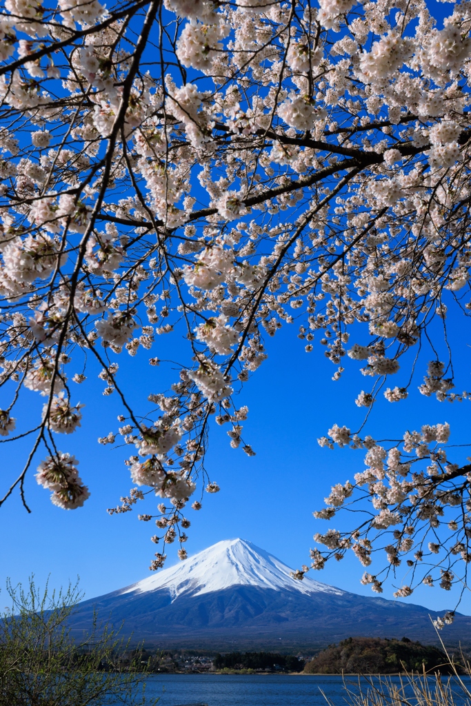 桜暖簾