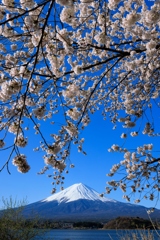 桜暖簾