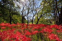 群生