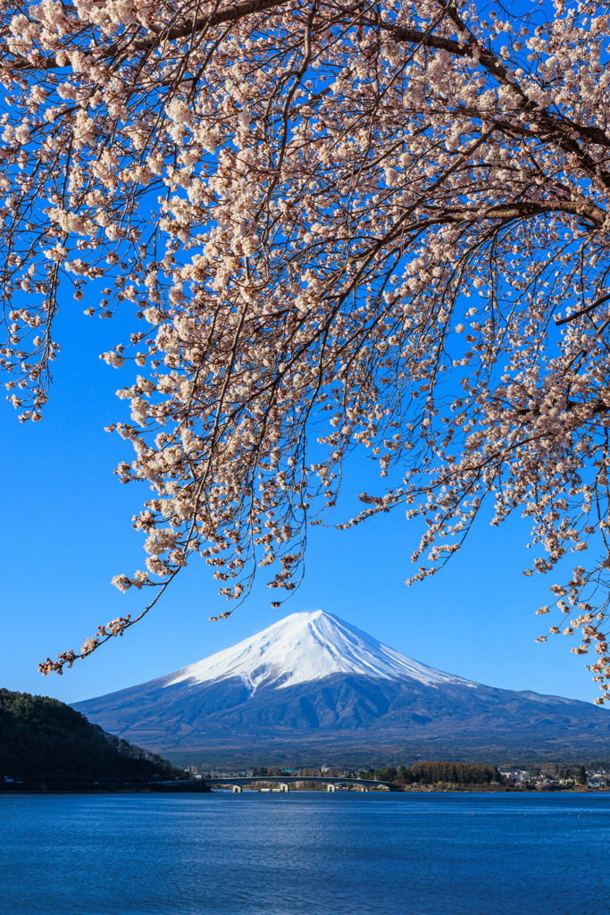 河口湖の桜 人気スポットにて＾＾