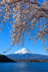 河口湖の桜 人気スポットにて＾＾