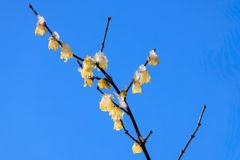 せっかく咲いたのに・・