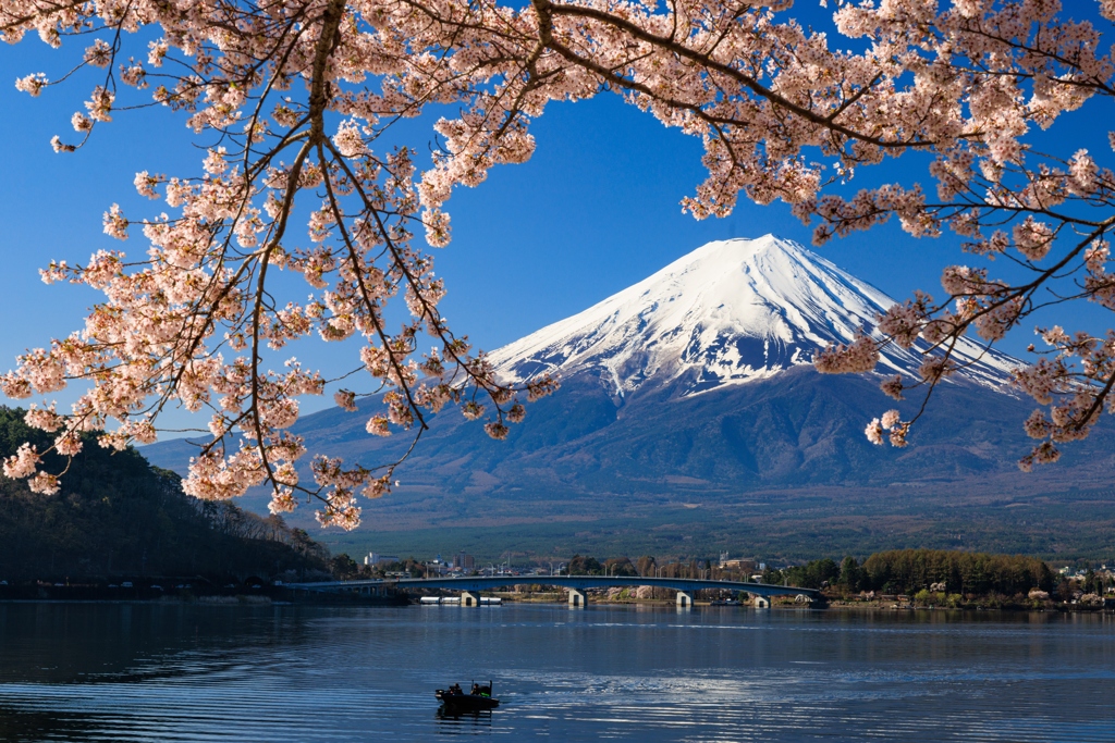 河口湖円形ホール付近　富士と桜　その４