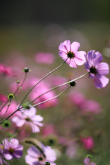 135mmF2でお写んぽ　その３