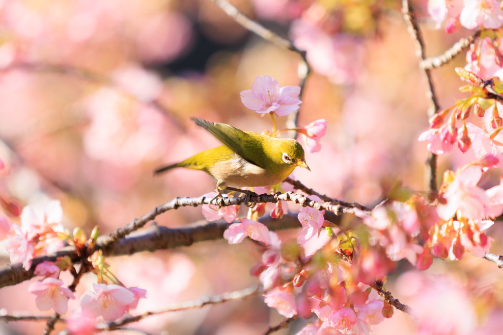 サクジロー なに撮っとんじゃー