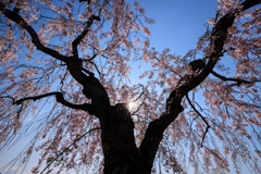 日中線しだれ桜並木 ウニウニ添え
