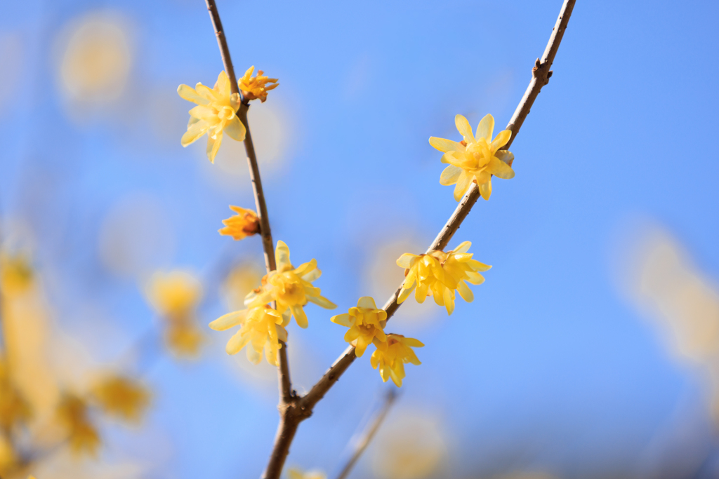 蝋梅 ピース(^^)v