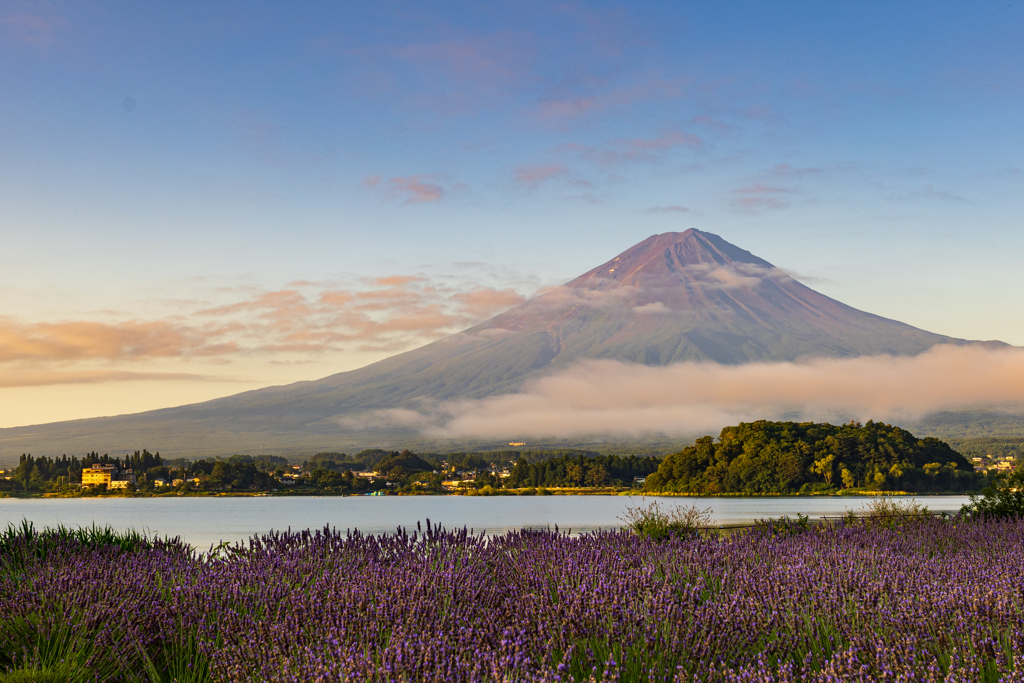 ラベンダーと富士山
