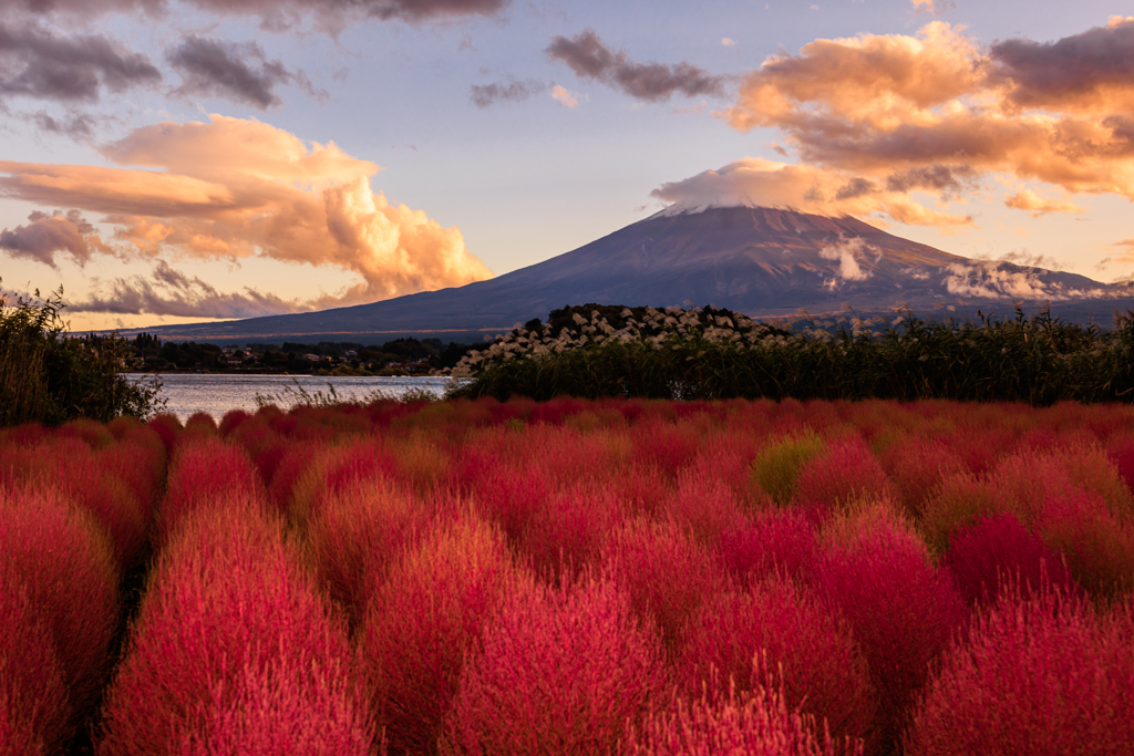 富士山とコキア　おかわりその２