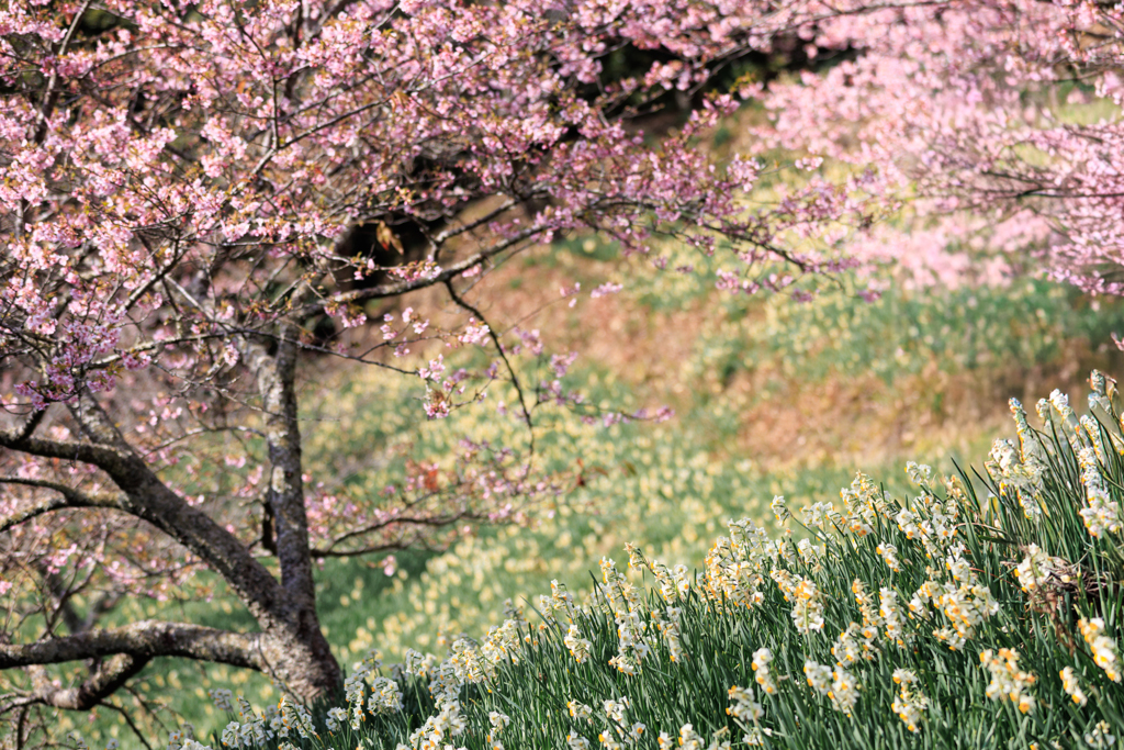 水仙の群生と河津桜