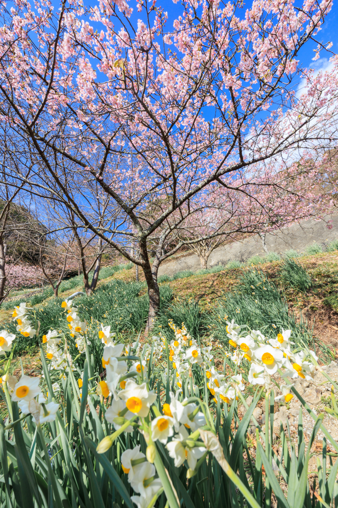 青空の下のコラボ