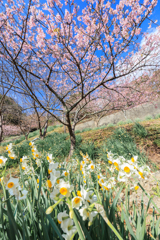 青空の下のコラボ