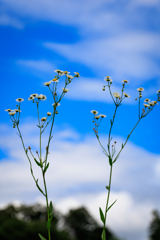 青空に向かって・・