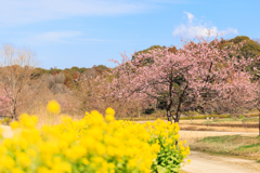 公園お写んぽ 春色詰め合わせ
