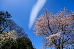 桜満開　面白い雲と～