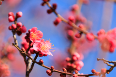 紅梅もちょっと