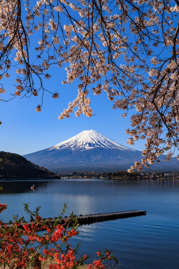 河口湖円形ホール付近　富士と桜　その3