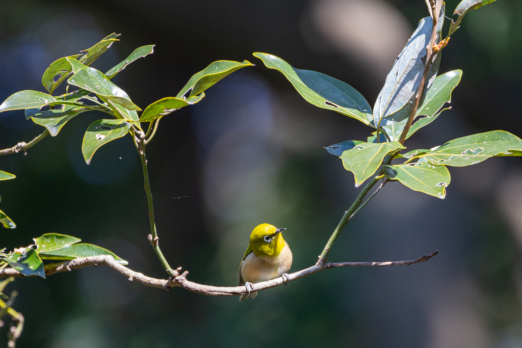 メジロんブランコ＾＾
