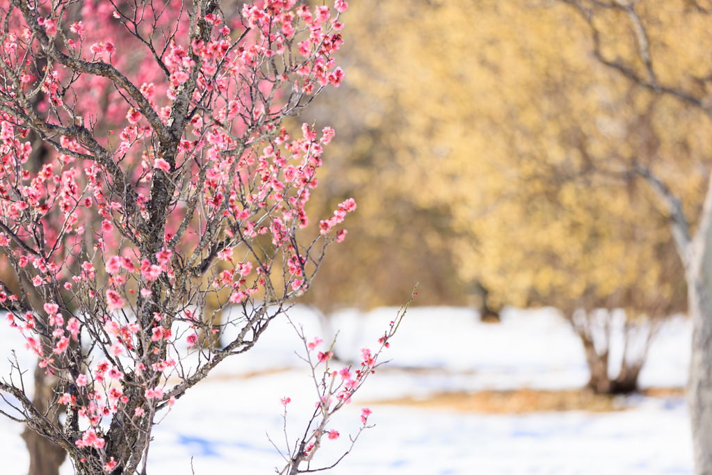 雪上の紅梅と蝋梅