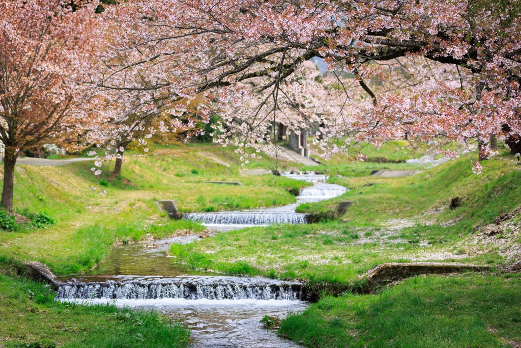 桜のトンネル